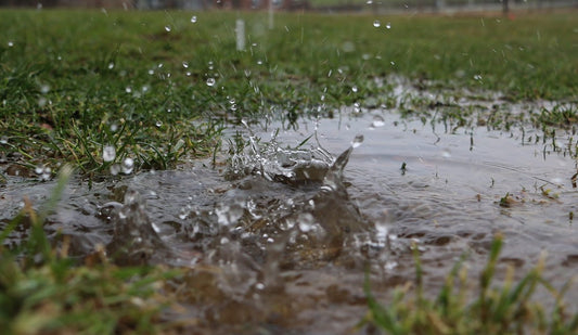 Can you cut wet grass?